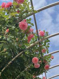 올림픽공원 장미광장 이번주가 절정🌹