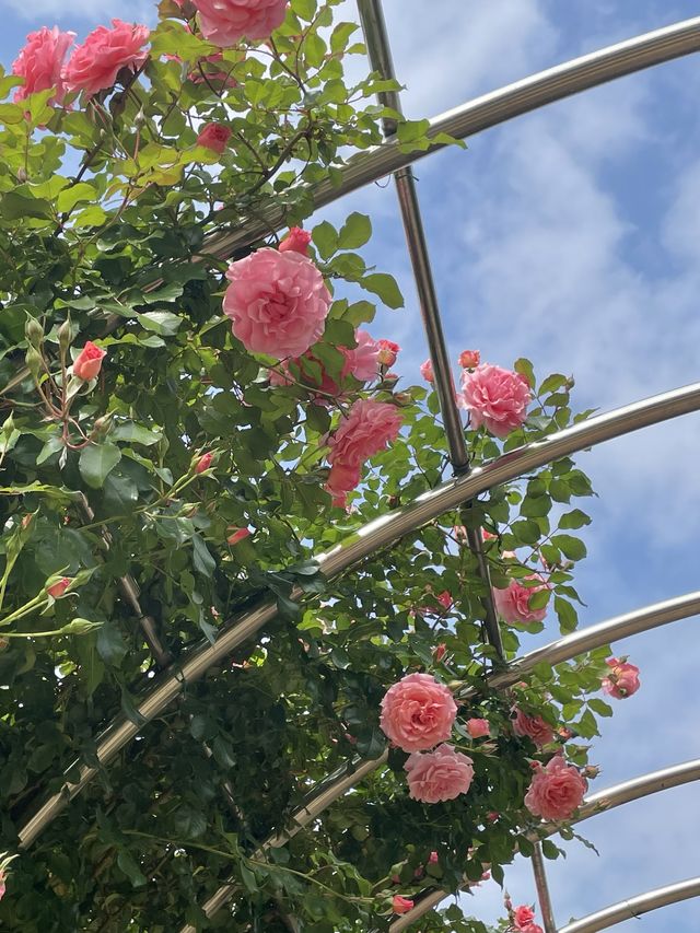 올림픽공원 장미광장 이번주가 절정🌹