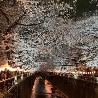 東京賞櫻2023