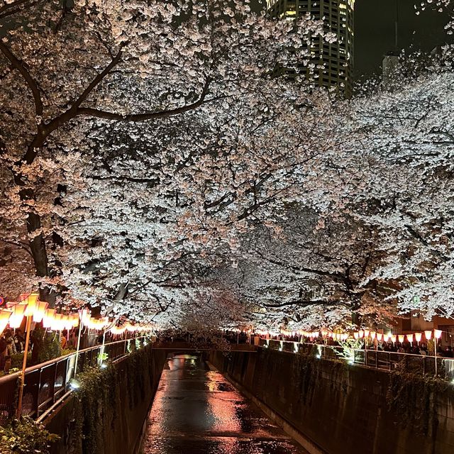 東京賞櫻2023