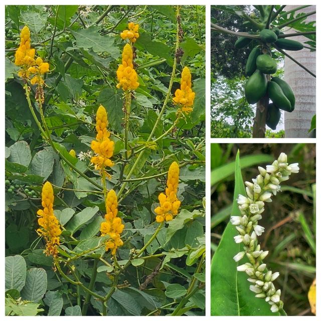 尋找鳳眼藍的芳蹤