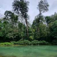 Macritchie Reservoir Like Never Before