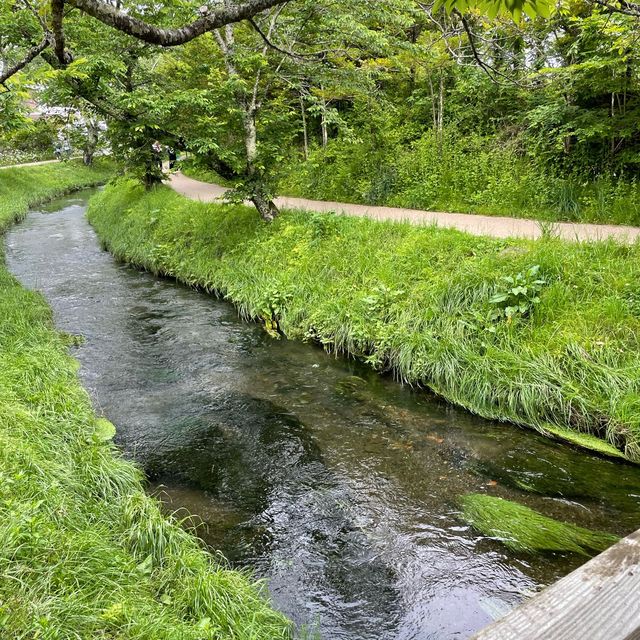 【忍野八海】富士山の湧水でできた8つの池