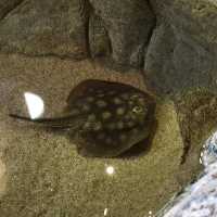 Aquarium of the bay, ซานฟรานซิสโก, อเมริกา