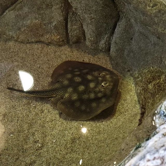 Aquarium of the bay, ซานฟรานซิสโก, อเมริกา