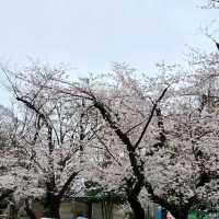 Cherry blossom viewing Park