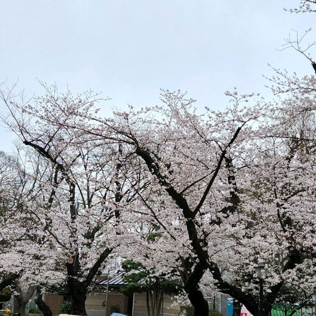 Cherry blossom viewing Park