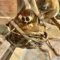 日本九州動物園：與野生動物的親密接觸🐒