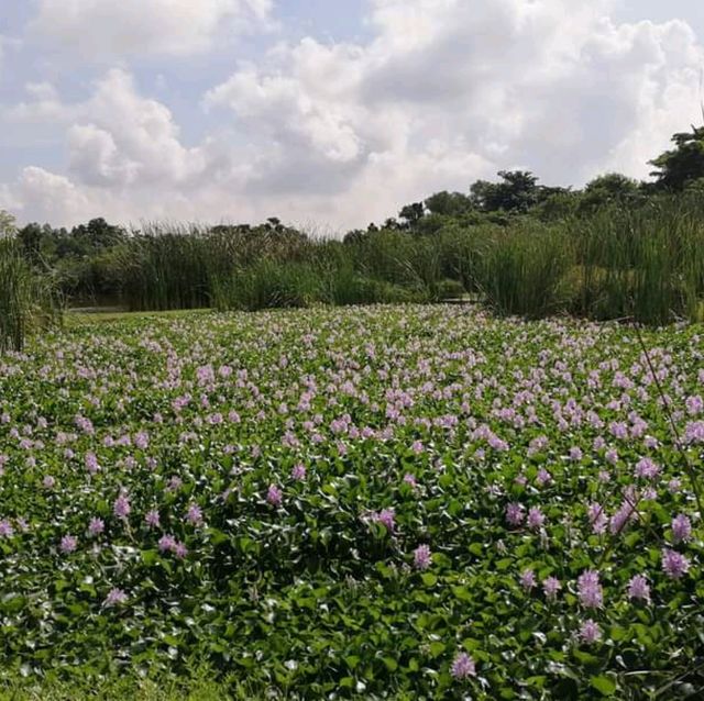 Sengkang Riverside Park