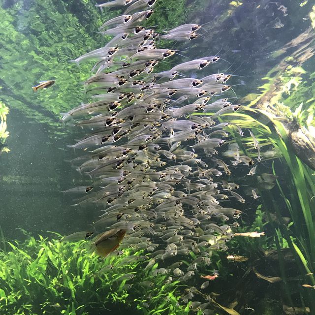 S.E.A Aquarium Singapore 🐳🐠🐡🦑