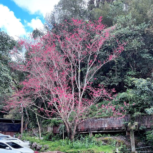 五重溪瀑布到福山部落 烏來走春