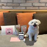 갓성비로 강아지와 함께 여행가요🐶🖤