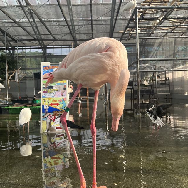 鳥と花を間近で鑑賞！