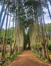 🌳제주 동쪽여행 걷기 좋은 숲길, "비밀의숲"🌳