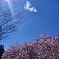 武陵農場 賞櫻花