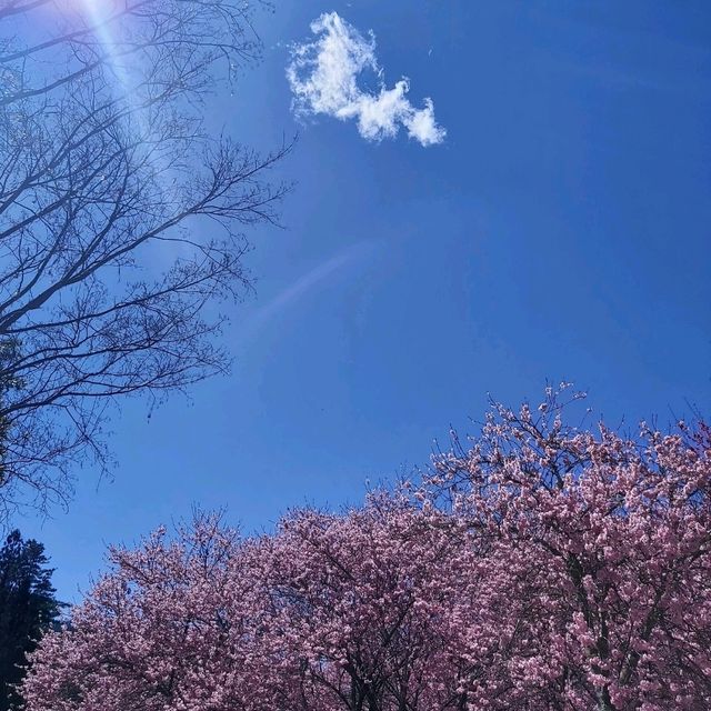 武陵農場 賞櫻花