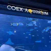 테마가 다양한 코엑스 아쿠아리움🐠🫧