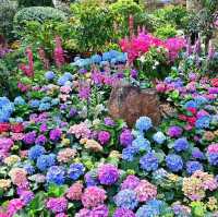 元朗公園靚靚花卉👍👍👍