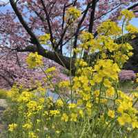 【伊豆】みなみの桜と菜の花まつり