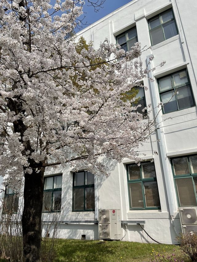 삼청동의 아름다운 벚꽃 명소, 정독도서관📚📖