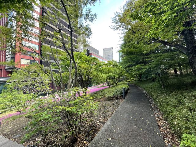 東京まだまだ桜満喫できるシバザクラ