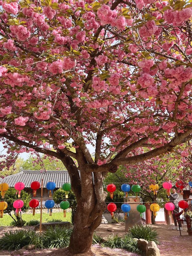 겹벚꽃 막차탑승은 선암사로🌸💓