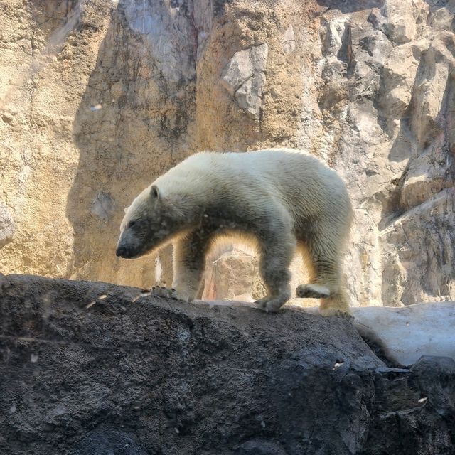 Asahiyama Zoo Outing