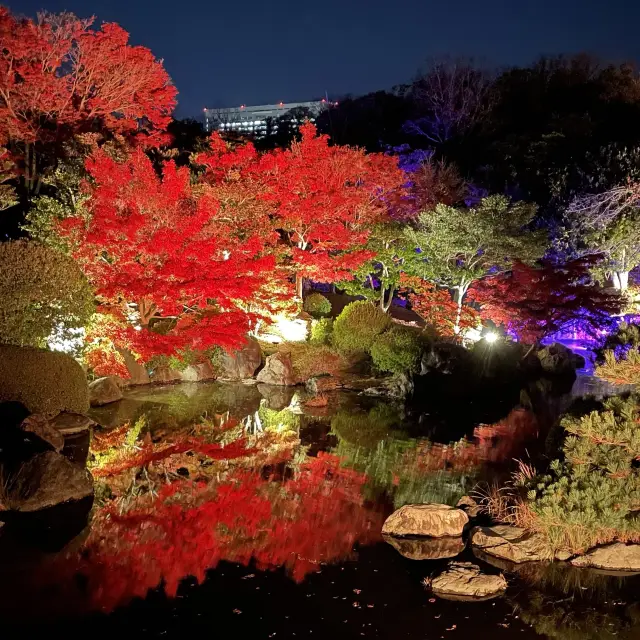 めちゃ感動【万博公園の紅葉ライトアップ】が最高！in大阪