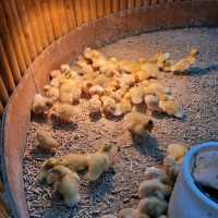 親親小動物! 深圳商場室內動物園!