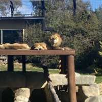 Zoo All day, Every day! 