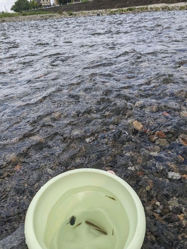【京都で水遊び】上賀茂神社スグ鴨川公園