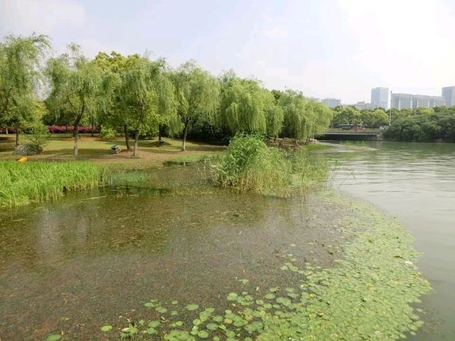 無錫蠡湖公園🏞結合傳統園林與歐式公園風格