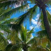 치앙마이 바파오 코코넛 플리마켓 이색적인 동남아 풍경🌴