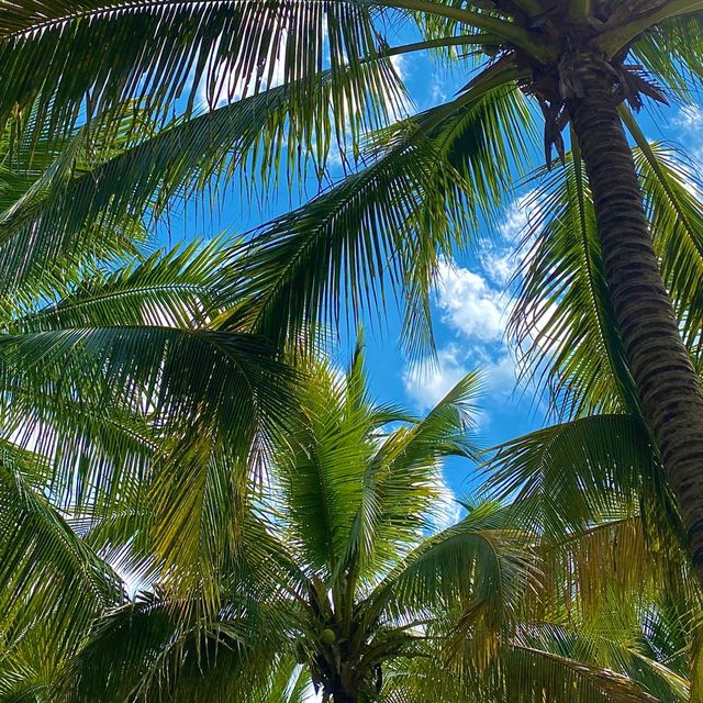 치앙마이 바파오 코코넛 플리마켓 이색적인 동남아 풍경🌴
