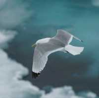 North Pole 90° unforgettable holiday