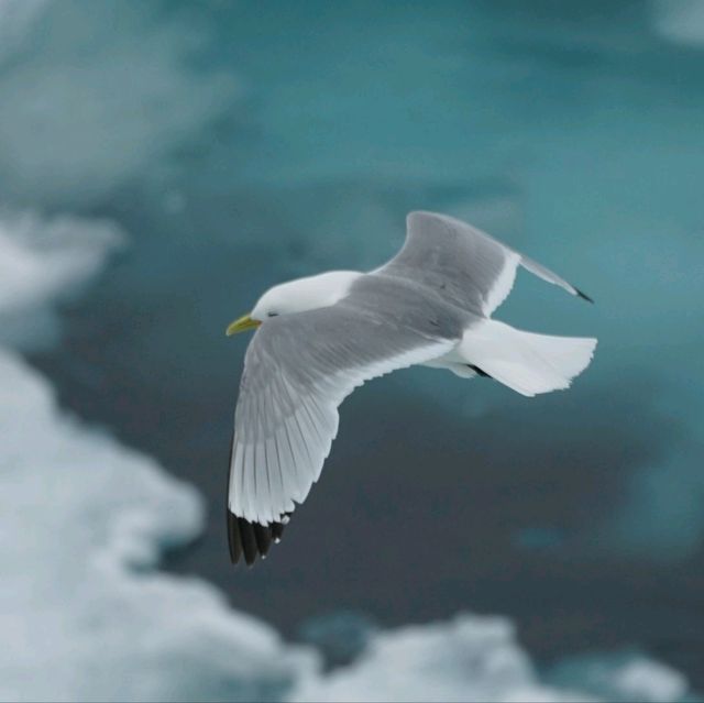 North Pole 90° unforgettable holiday