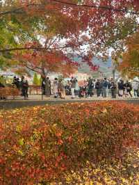 Maple Leaf Festival @ Momiji Corridor 🇯🇵