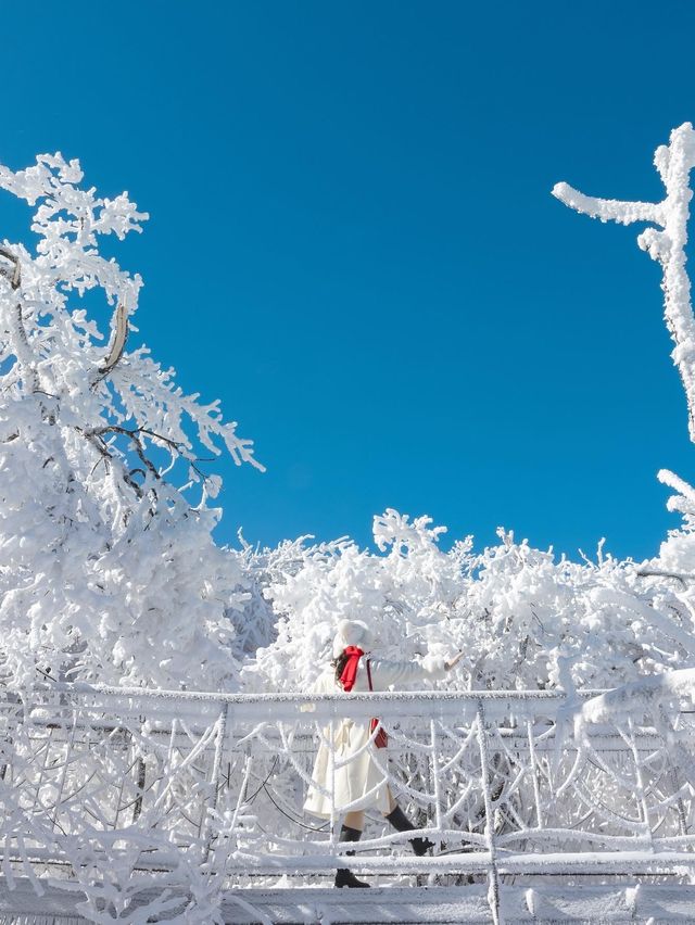 새하얀 눈꽃의 천국 발왕산 상고대❄️