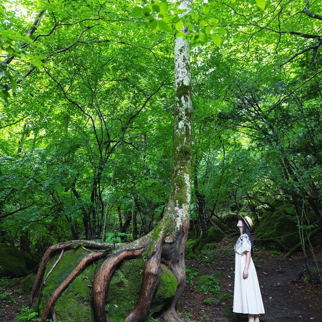 【大分】ジブリの世界観⁈男池湧水群