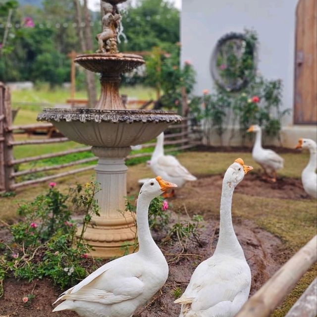 คาเฟ่ในสวน ถ่ายรูปกับน้องห่าน