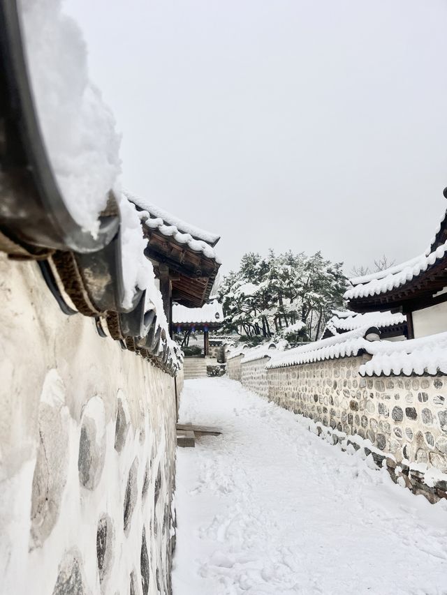강원도 안 가도 눈꽃 구경 제대로 할 수 있는 서울 숨은 명소❄️