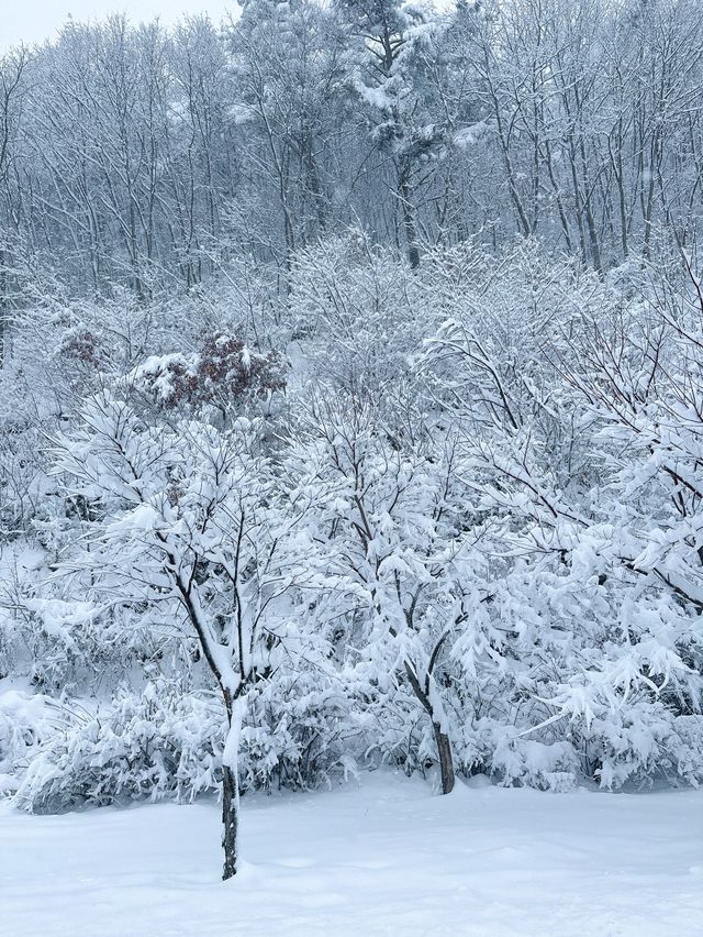 해발 1330m 한국에서 차로 올라갈수 있는 가장 높은 곳🩵