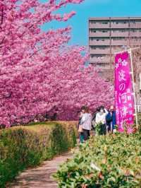 【京都】関西一の河津桜スポット🌸