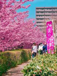 関西一の河津桜スポット🌸