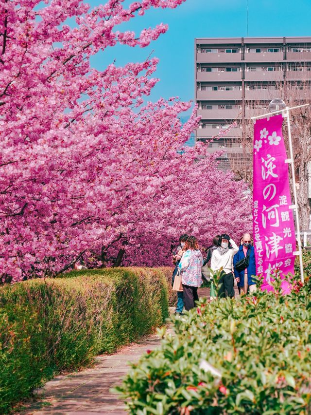 【京都】関西一の河津桜スポット🌸