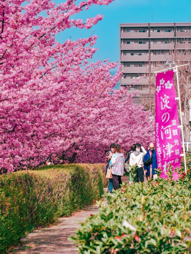 関西一の河津桜スポット🌸