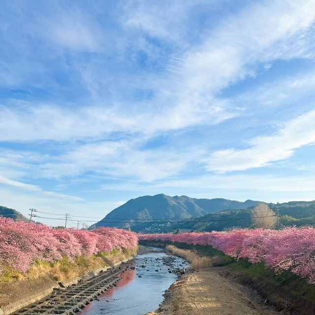 日本近郊｜超值得超宏觀的櫻花步道🌸