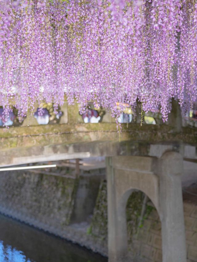 【福岡】幻想的な藤の花を求めて柳川へ