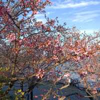 つつじが岡公園