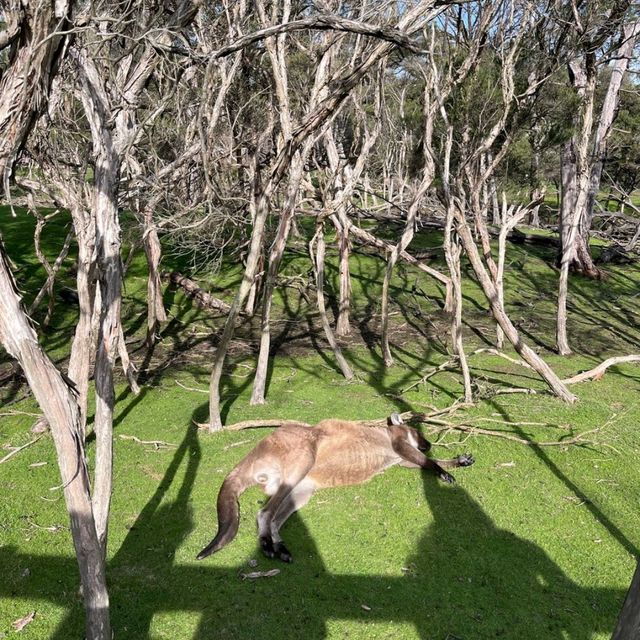 Wildlife sanctuary in Melbourne!